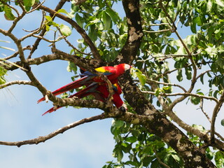 Pair of scarlet macaws