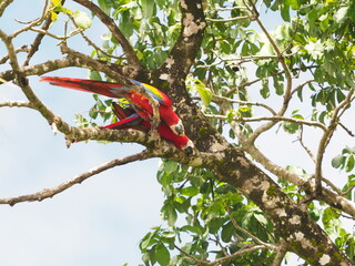 Pair of scarlet macaws
