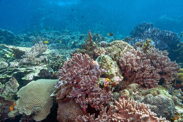 Obraz premium Coral reef off the coast of island in South Pacific