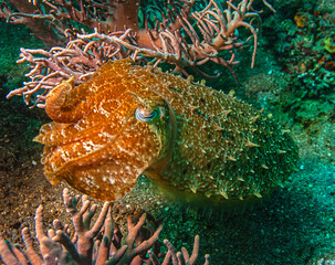 Cuttlefish, or cuttles, are marine molluscs of the family Sepiidae