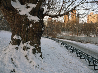 Central Park in winter , early morning after snowing