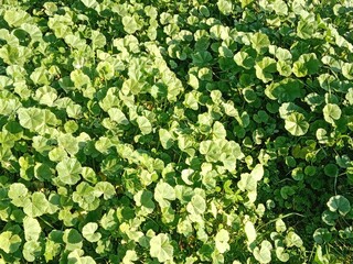 Fresh green leaves of Malva parviflora, commonly known as cheeseweed mallow, showing natural leaf pattern with rounded lobes and visible veins, growing naturally in wild vegetation