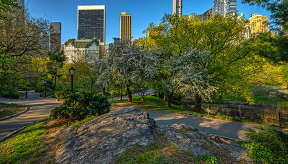 Central Park in spring, early morning