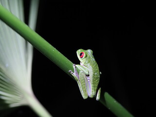 Red eyed tree frog at night