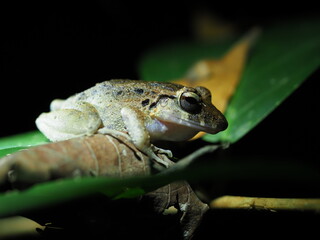Slim fingered rain frog in Costa Rica 