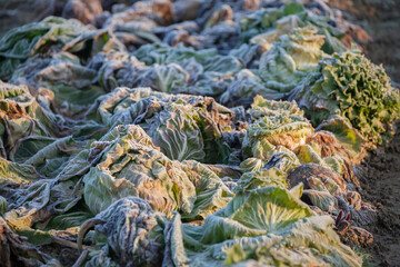 Frozen vegetables on a cold winter sunny early morning