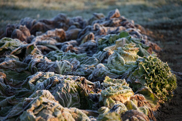 Frozen vegetables on a cold winter sunny early morning