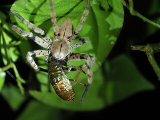Banana spider with prey of a cicada