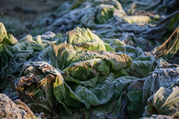 Frozen vegetables on a cold winter sunny early morning