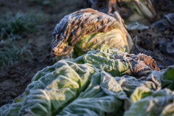 Frozen vegetables on a cold winter sunny early morning