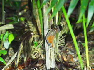 Riverside wren building a nest