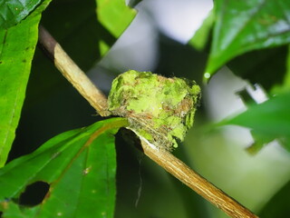 Jacobin nest in the rainforest