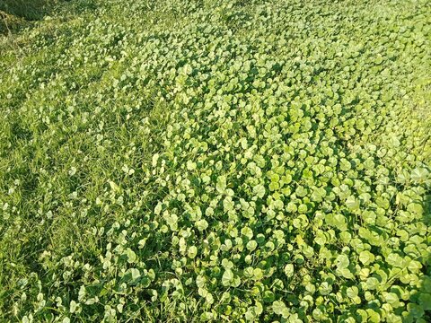 Fresh green leaves of Malva parviflora, commonly known as cheeseweed mallow, showing natural leaf pattern with rounded lobes and visible veins, growing naturally in wild vegetation