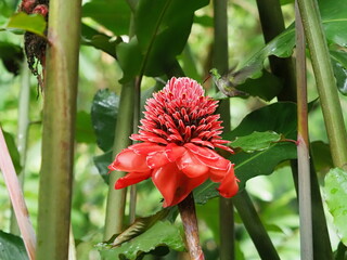 red pink ginger flower in Costa Rica
