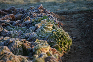 Frozen vegetables on a cold winter sunny early morning