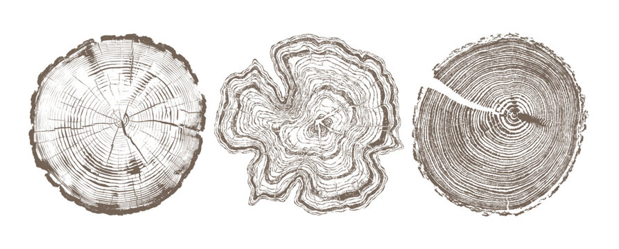 Wood log cross section vector set with detailed tree rings texture, natural timber slices illustration for forestry design, eco branding, woodworking projects and organic backgrounds