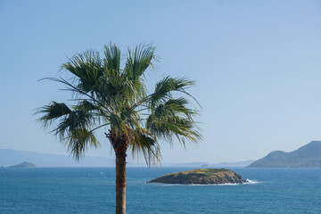 Relaxing time at a resort by the sea with a palm tree and distant island views on a clear day