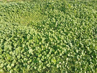 Fresh green leaves of Malva parviflora, commonly known as cheeseweed mallow, showing natural leaf pattern with rounded lobes and visible veins, growing naturally in wild vegetation