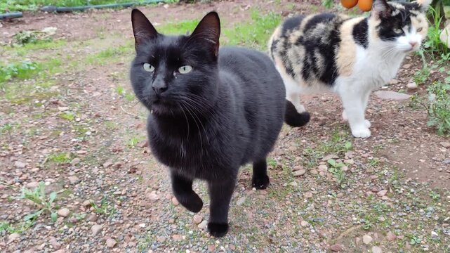 Obese cat cannot walk due to its illness. Malnutrition problems in stray cats. Obesity in cats