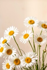 Fototapeta premium Soft Golden Hour White Daisies Bouquet in Gentle Sunlight – Warm and Serene Spring Floral Photography