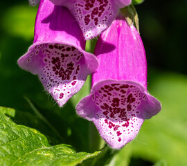 Close up of two pink sunlit foxglove flowers showing the purple markings and hairs inside. (Digitalis purpurea) © Graham