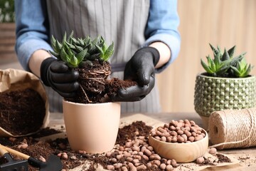 Woman transplanting Haworthia into pot at table indoors, closeup. House plant care