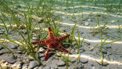 Starfish underwater: An eye-level shot captures a vibrant starfish nestled amidst aquatic plants on a sandy seabed, presenting a serene underwater view.