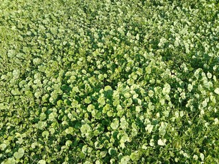 Fresh green leaves of Malva parviflora, commonly known as cheeseweed mallow, showing natural leaf pattern with rounded lobes and visible veins, growing naturally in wild vegetation