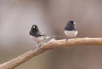 Obraz premium two junco songbirds on branch