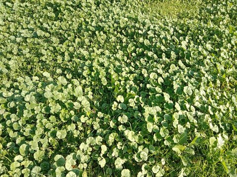 Fresh green leaves of Malva parviflora, commonly known as cheeseweed mallow, showing natural leaf pattern with rounded lobes and visible veins, growing naturally in wild vegetation
