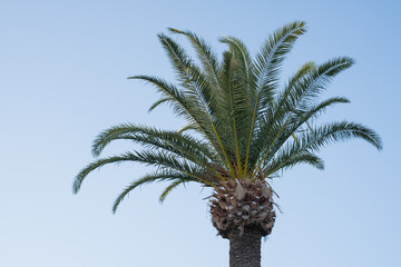 Palm tree stands tall under clear blue sky at a seaside resort during a sunny day close to the ocean