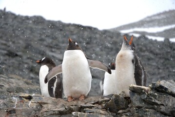Obraz premium Gentoo Penguins in Antarctica