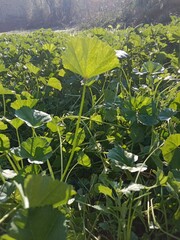 Fresh green leaves of Malva parviflora, commonly known as cheeseweed mallow, showing natural leaf pattern with rounded lobes and visible veins, growing naturally in wild vegetation