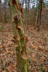 Young sycamore tree closeup