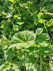 Fresh green leaves of Malva parviflora, commonly known as cheeseweed mallow, showing natural leaf pattern with rounded lobes and visible veins, growing naturally in wild vegetation