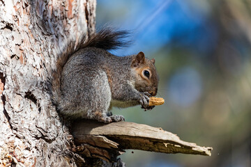 Obraz premium Scoiattolo