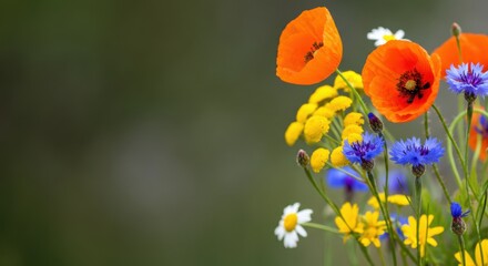 Wildflower bouquet with poppies cornflowers and daisies against blurred green