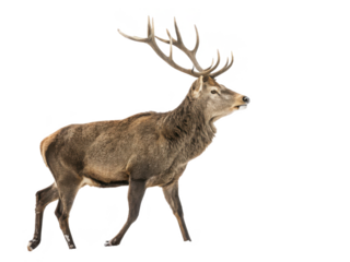 Majestic, powerful male red deer with impressively large, branching antlers stands alert in a snowy landscape, gazing upwards with a focused expression under, isolated on transparent background.
