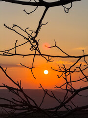 Silhouetted tree branches framing vibrant orange sunset sky