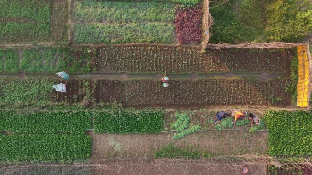 Aerial view of diverse vegetable farm with multiple rectangular crop plots and farmers working in different sections, showing a variety of green, red, and brown hues under golden hour sunlight with vi