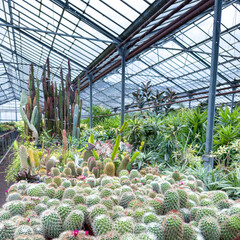 Succulent cacti plants growing inside a botanical greenhouse