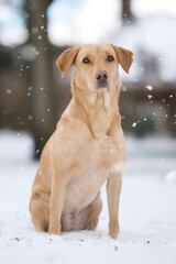 Light colored dog sitting upright in snow © Ruben