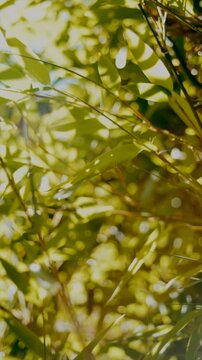 Bamboo tree leaves in sun, handheld super 8 vintage film frame with sprocket, sun flare, light leak and filmstrip noise in vertical, story, reel, 4k, 16mm