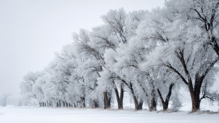 Row of frost-covered trees in a serene snowy winter landscape with thick fog and hoarfrost on branches