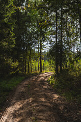 Fototapeta premium Landscape with a dirt road through the forest during a summer sunny day