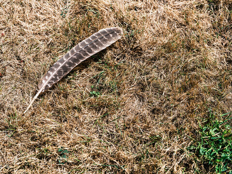 Large Bird Feather on Grass at Historic Estate Grounds