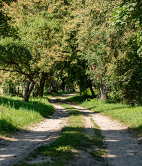 Fototapeta premium Landscape of a sandy road between old oak trees