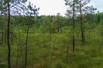 Obraz premium Landscape of floating mat which is a layer of mosses and other plants on the surface of a lake