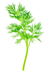 Obraz premium Fresh green dill herb isolated, top view minimal food ingredient for cooking, healthy nutrition, packaging design and food advertising