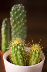  Closeup Details of Decorative Mini Cactus Plant
